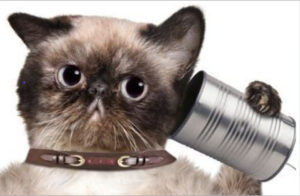 pet psychic pet communication psychic readings for pets